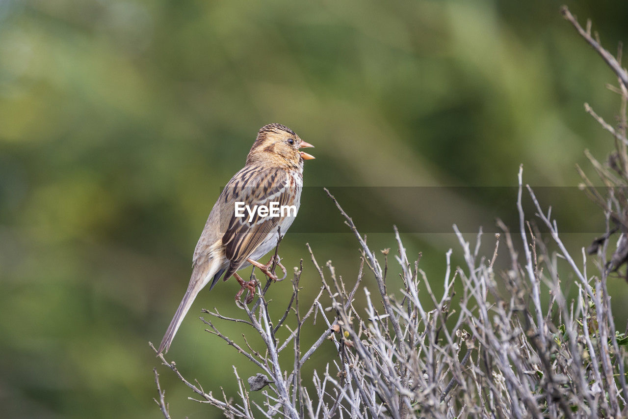 Close-up of bird perching on plant