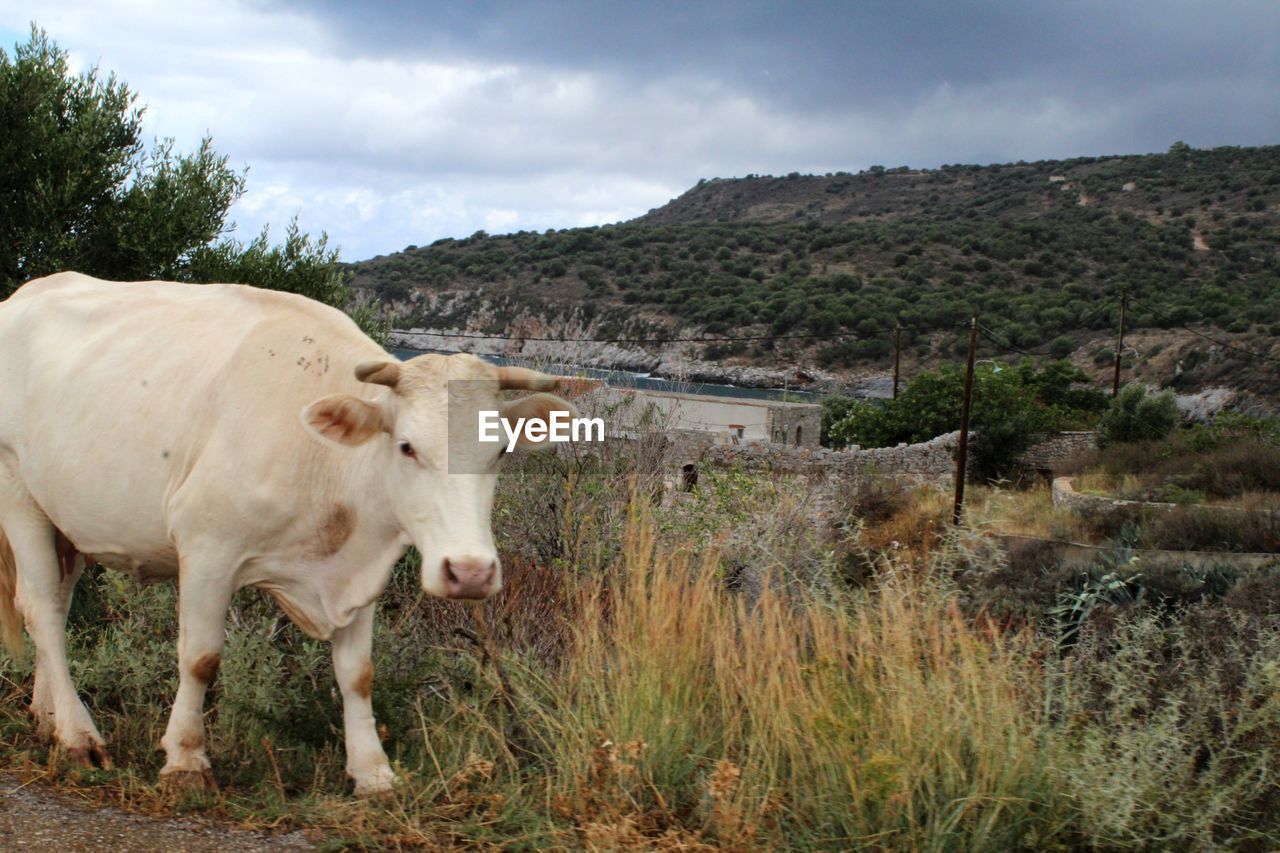 COW STANDING IN FIELD