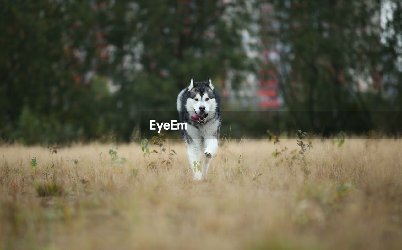 DOG RUNNING ON STREET