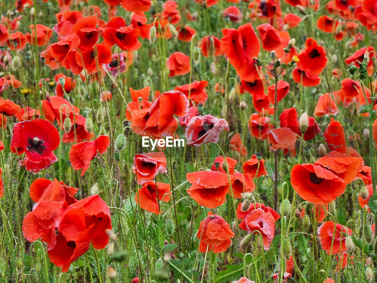 plant, flower, poppy, red, flowering plant, beauty in nature, growth, freshness, land, petal, nature, field, fragility, flower head, inflorescence, no people, day, close-up, meadow, outdoors, green, full frame, backgrounds, botany, grass, wildflower, tranquility