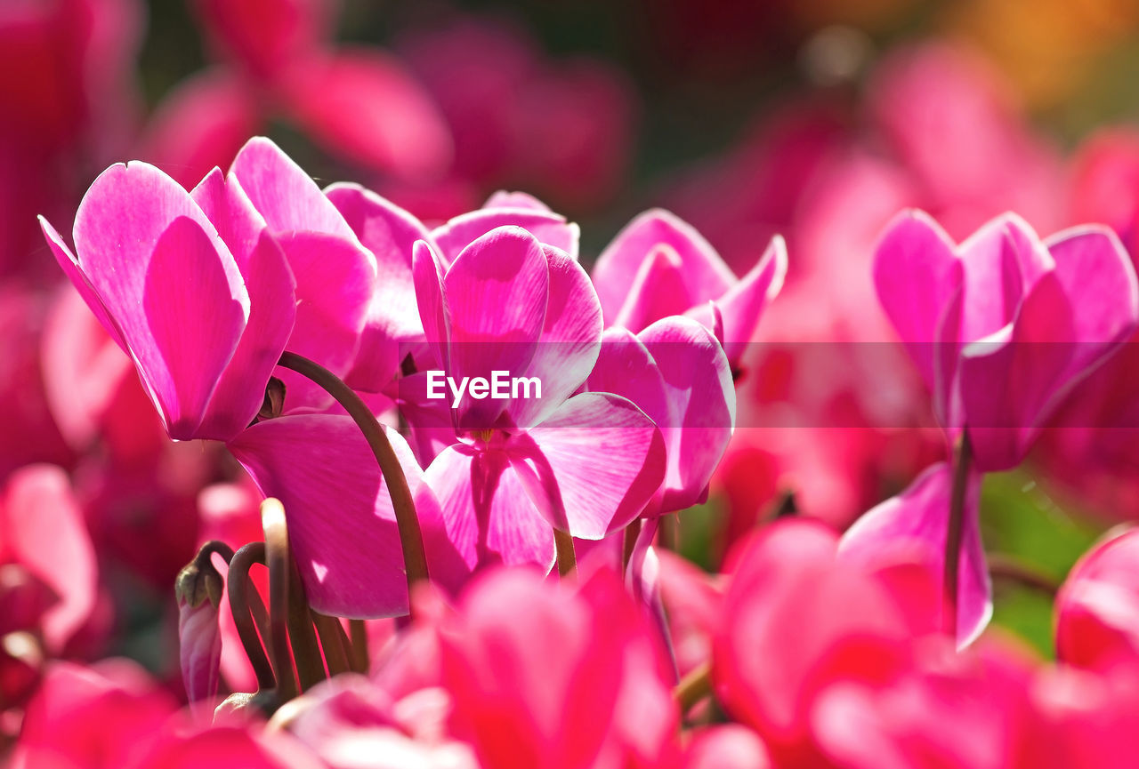 Close-up of pink flowering plants