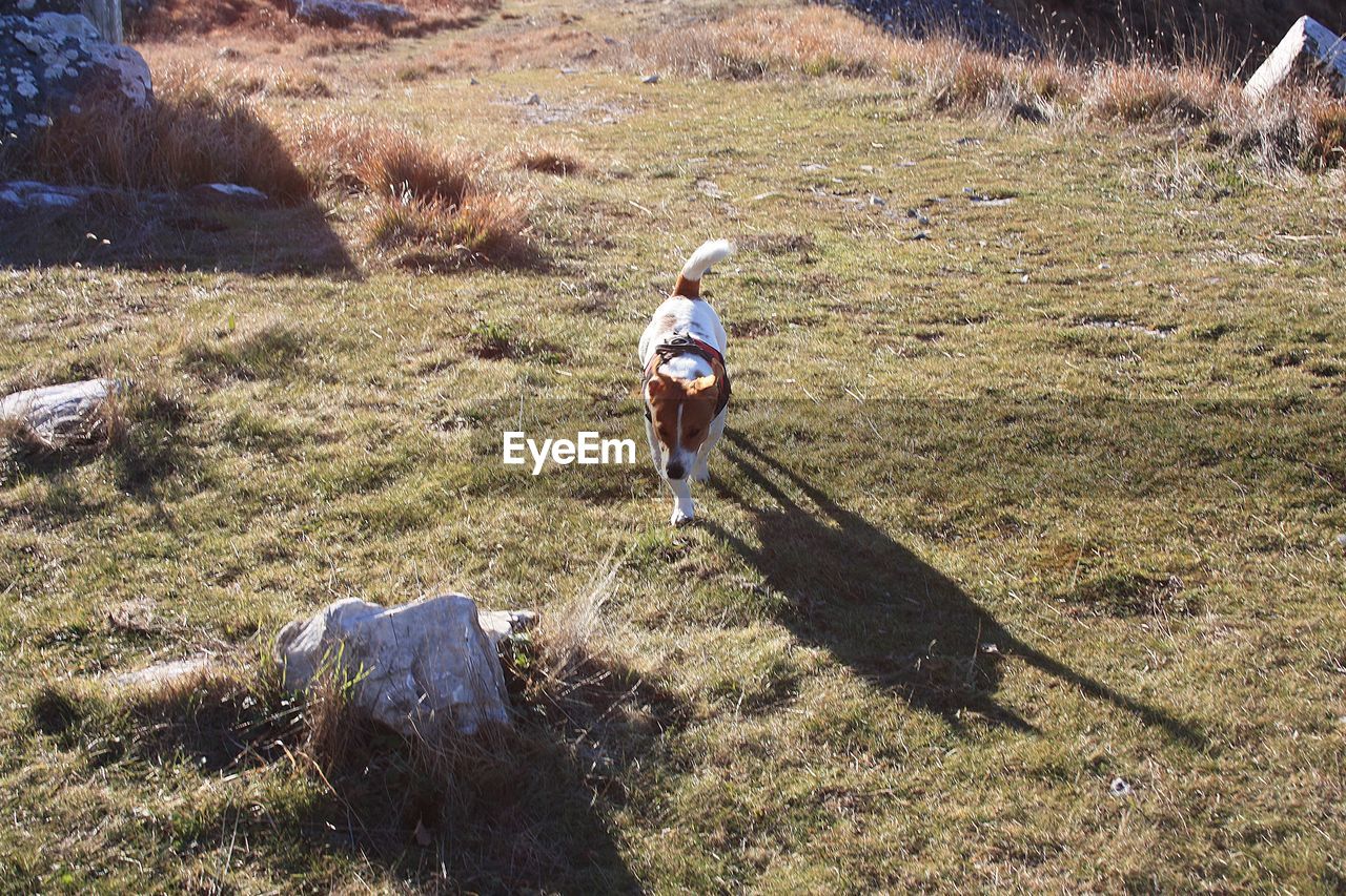 REAR VIEW OF YOUNG WOMAN WALKING ON FIELD