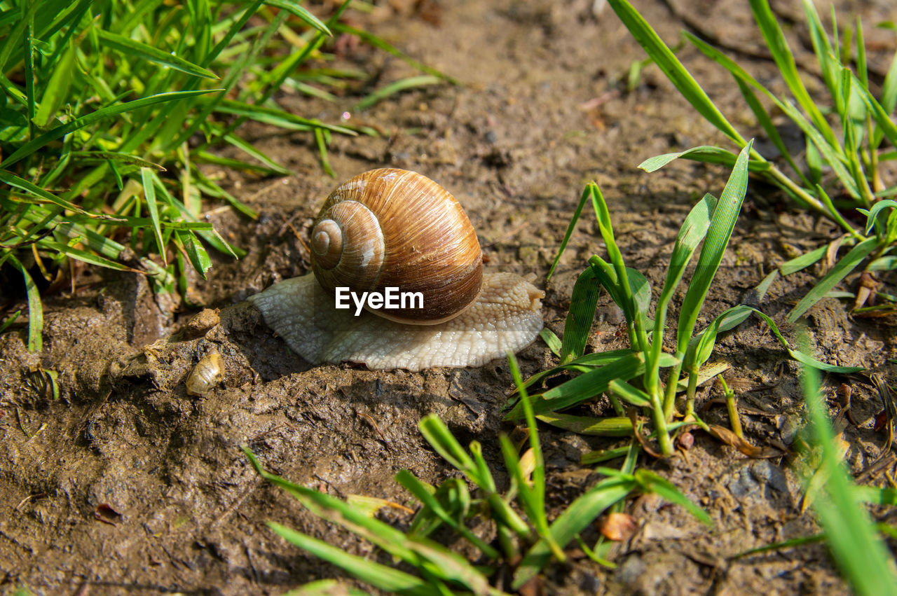 CLOSE-UP OF SNAIL