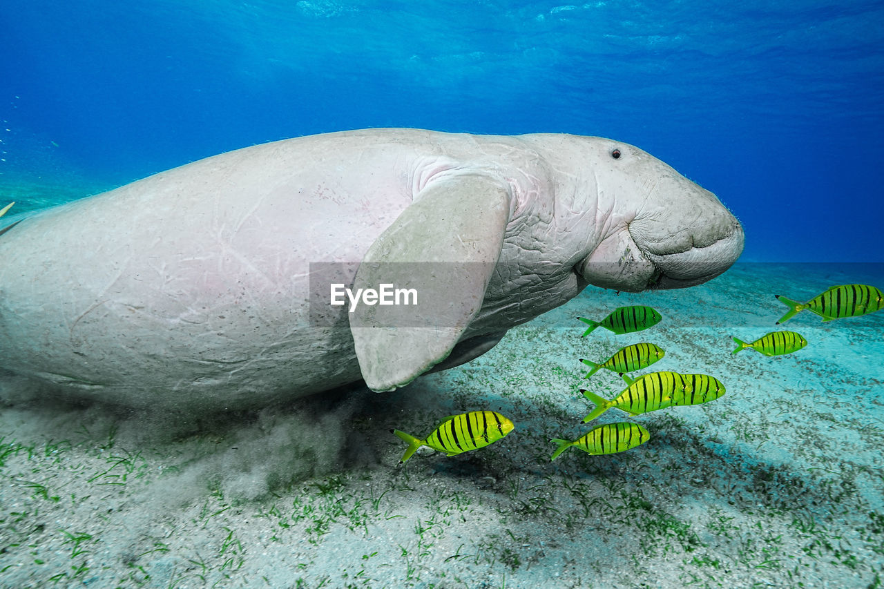 animal themes, animal, animal wildlife, sea, wildlife, water, underwater, marine biology, undersea, sea life, nature, one animal, marine, marine mammal, fish, reef, sports, swimming, no people, water sports, mammal, outdoors, aquarium, blue