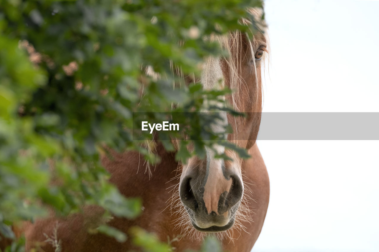 Close-up of  horse against blurred background