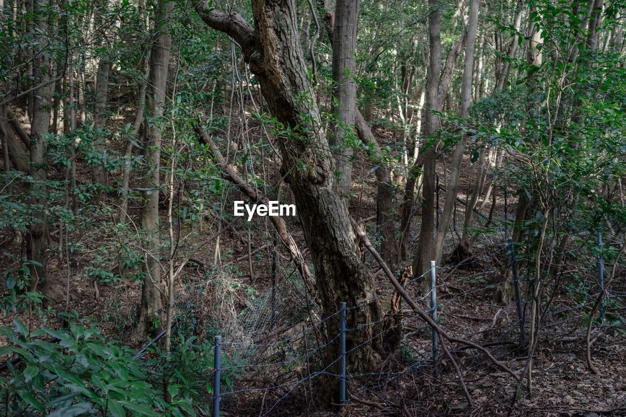 Trees growing in forest