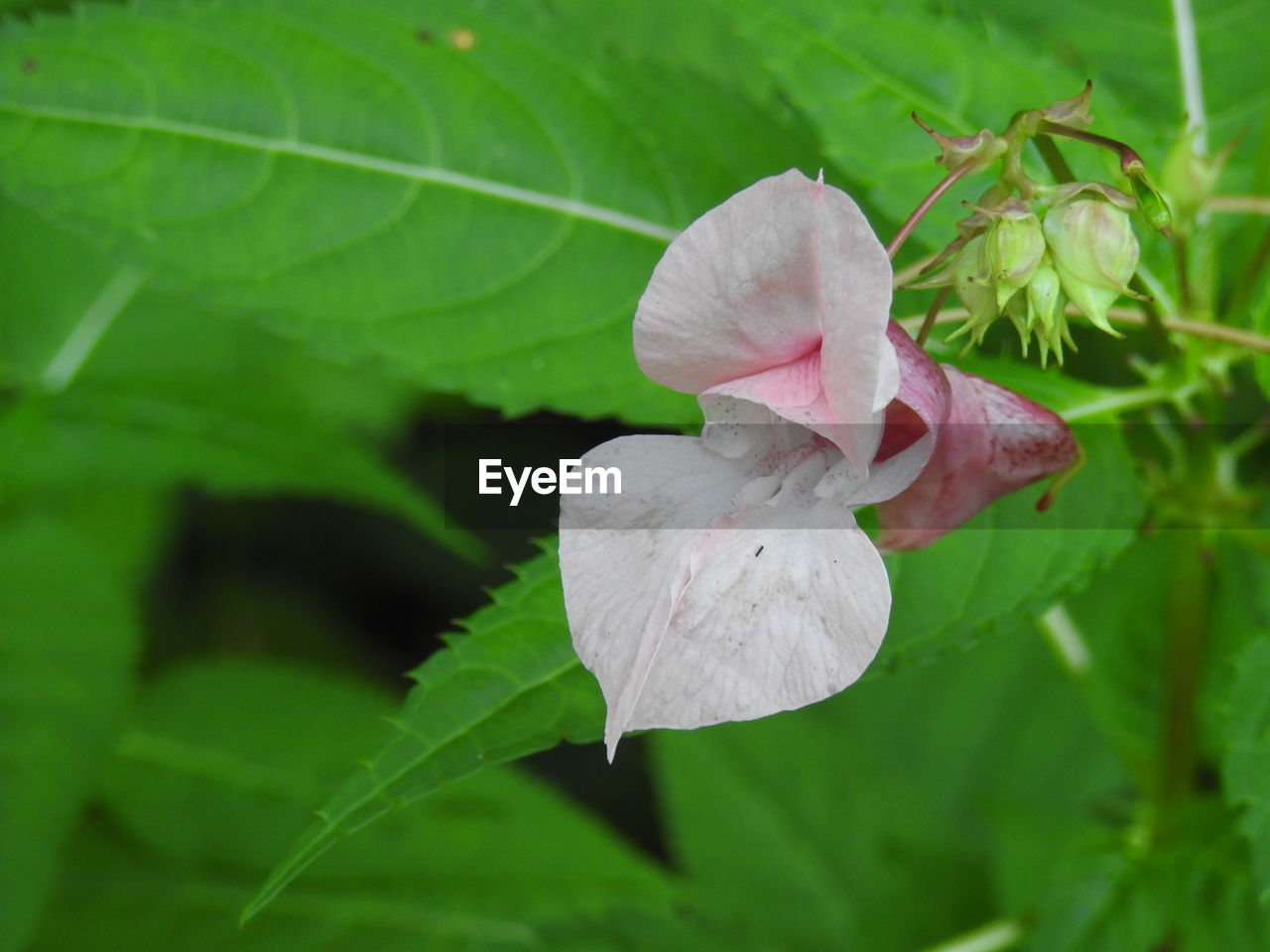 CLOSE-UP OF FLOWERING PLANT