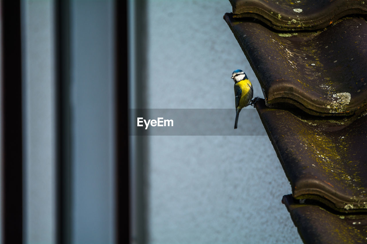 Bird perching on roof