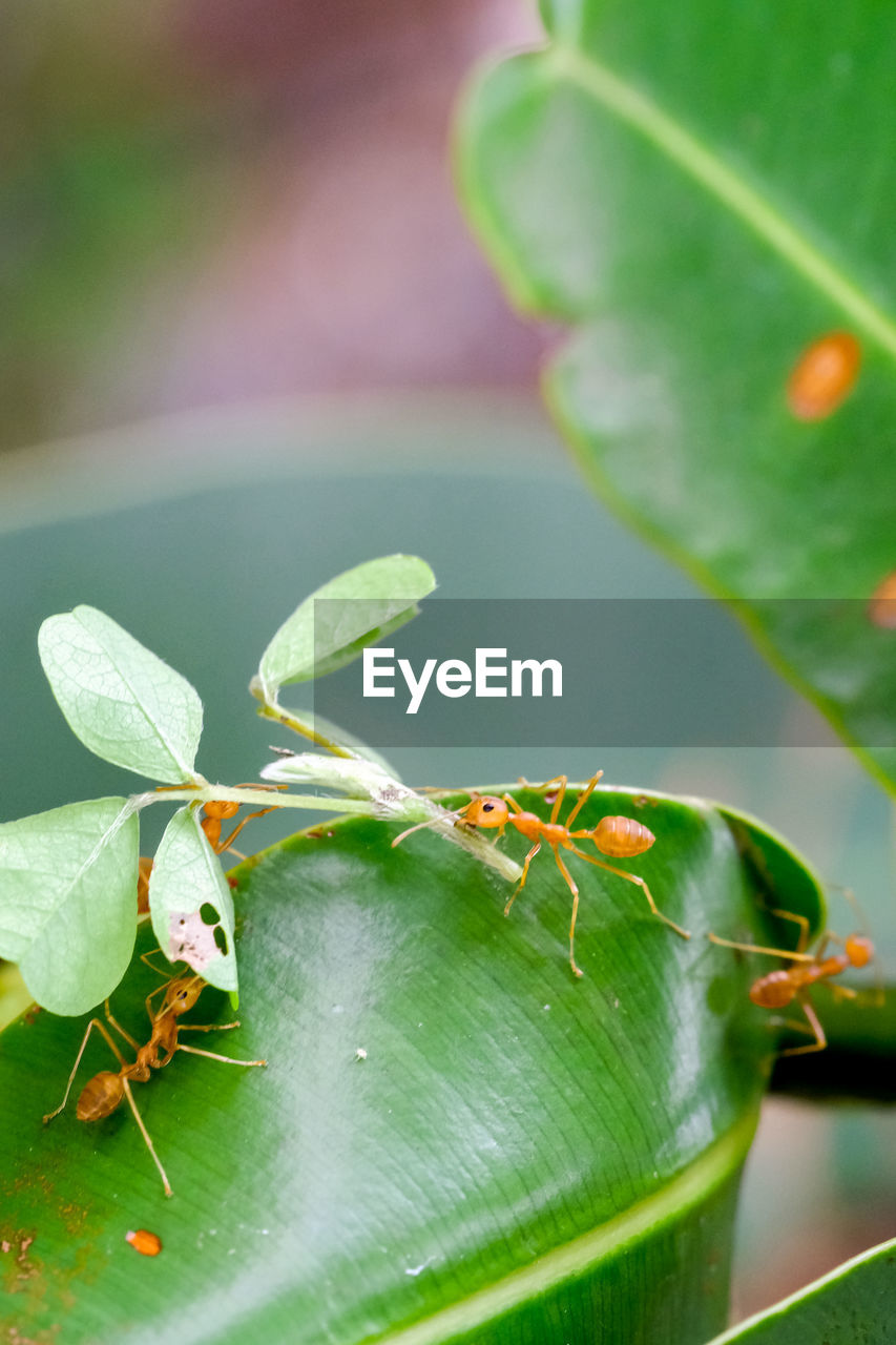 Close-up of ants on leaf