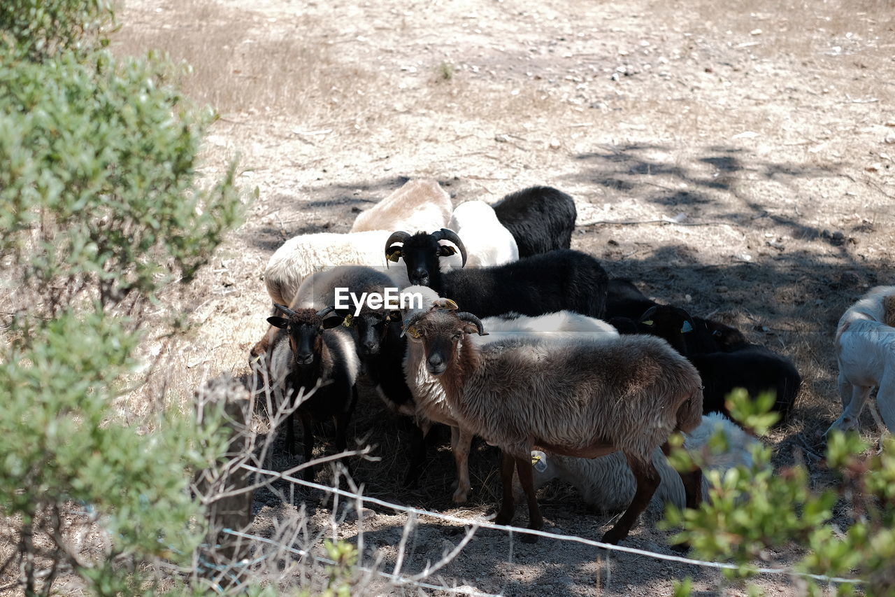 COW AND SHEEP ON FIELD