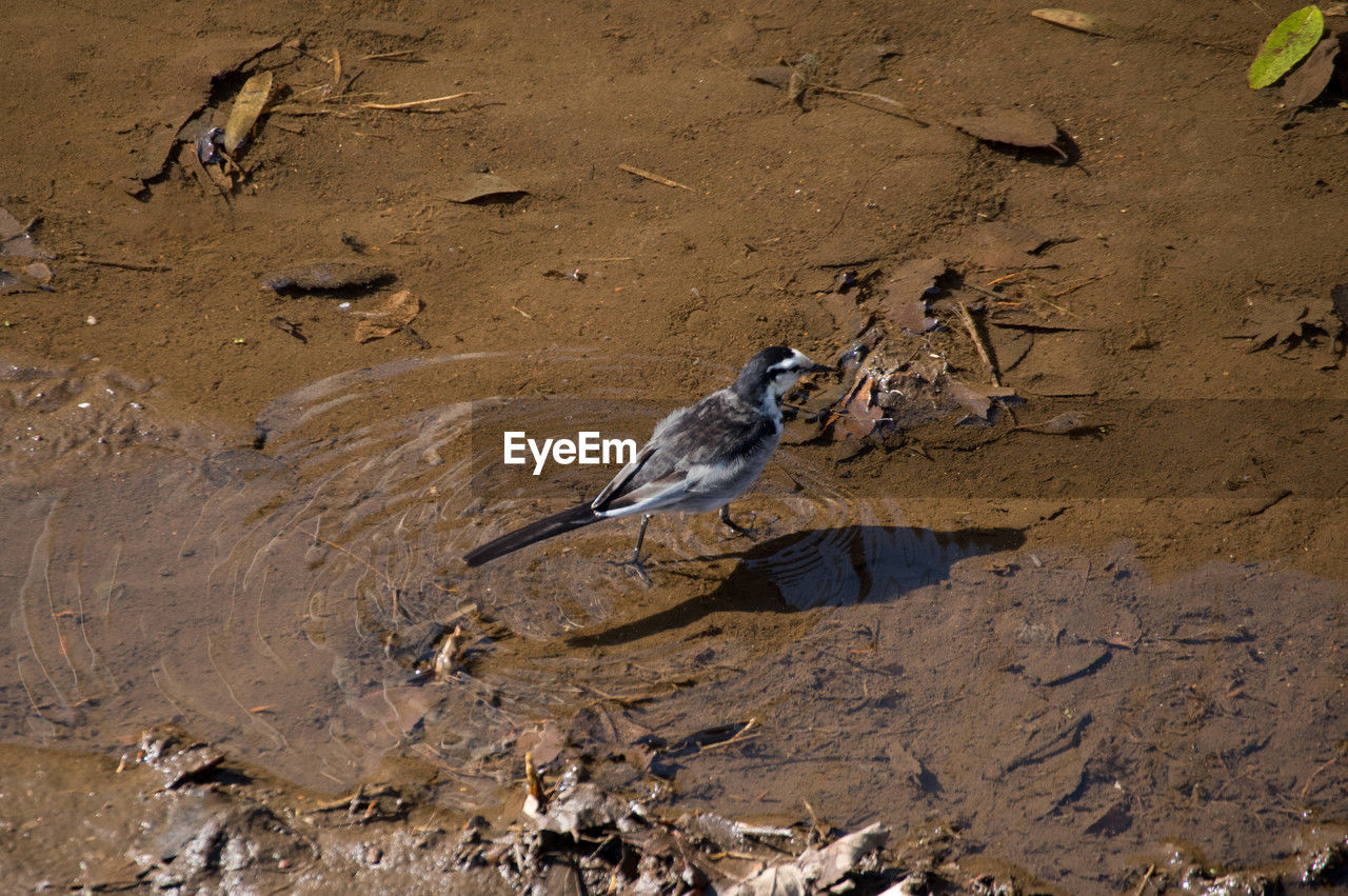 animal, animal themes, wildlife, animal wildlife, bird, land, nature, soil, sand, high angle view, no people, day, one animal, dirt, water, beach, outdoors, mud, environment, sunlight