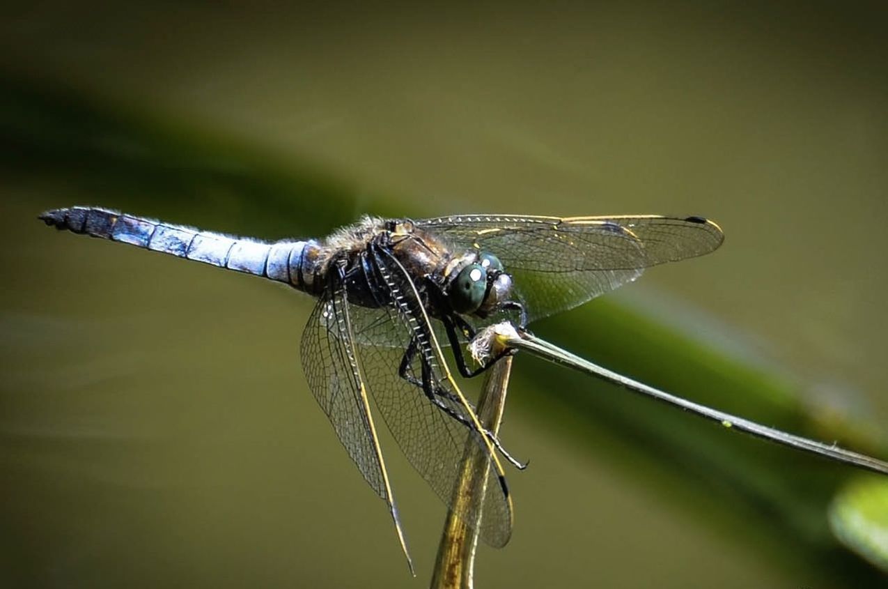 CLOSE-UP OF A DRAGONFLY