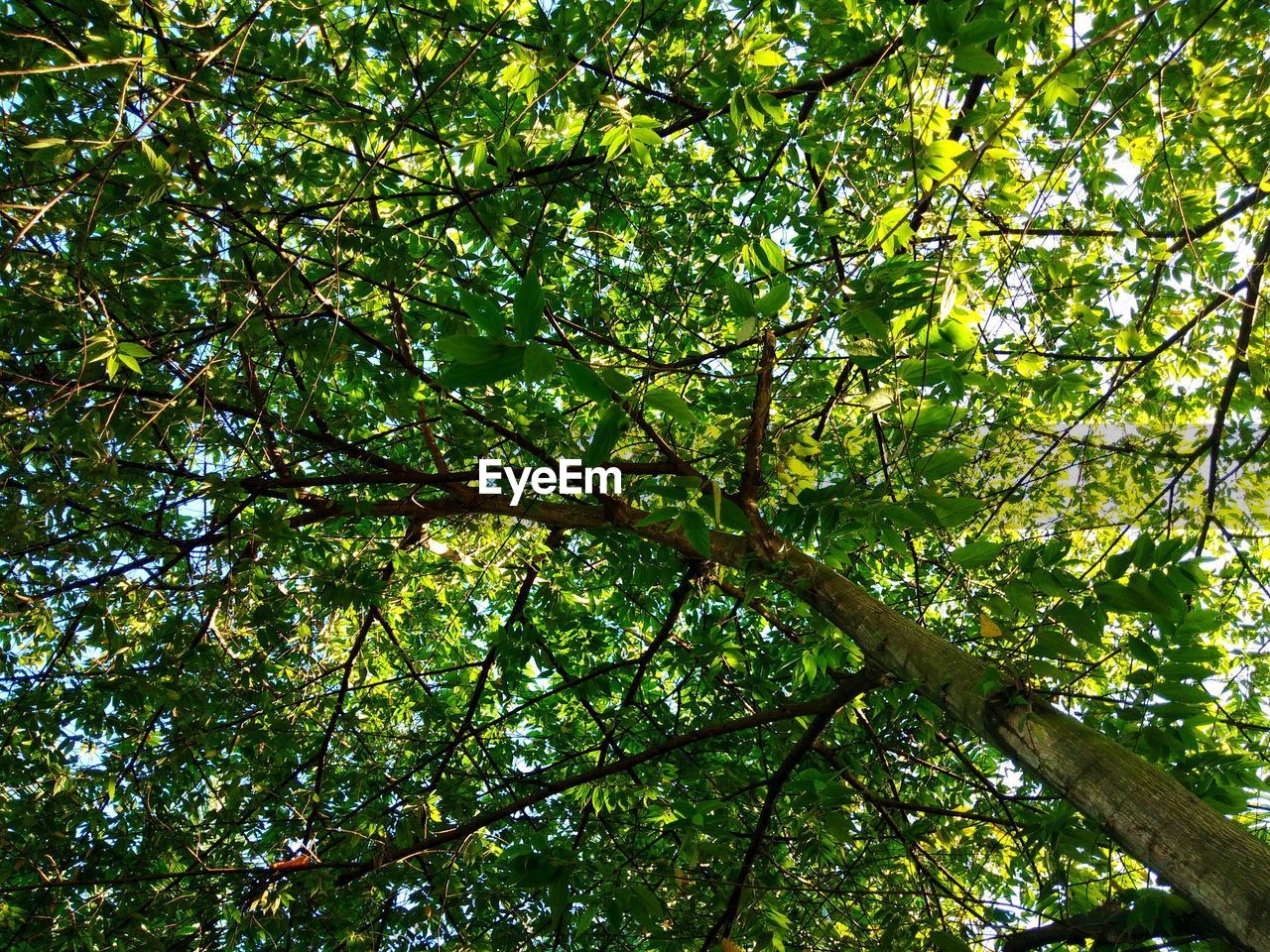 LOW ANGLE VIEW OF TREES AGAINST SKY