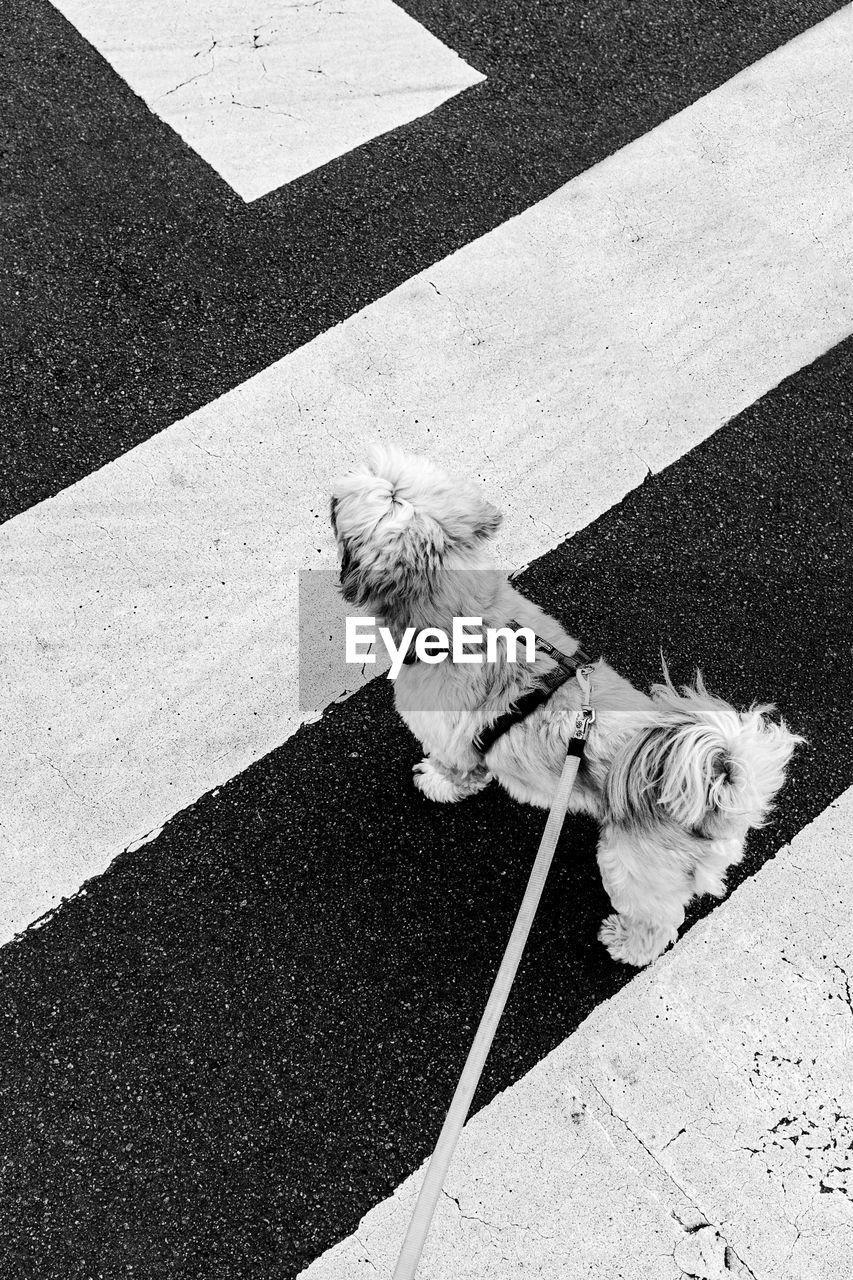 HIGH ANGLE VIEW OF DOG BY FOOTPATH