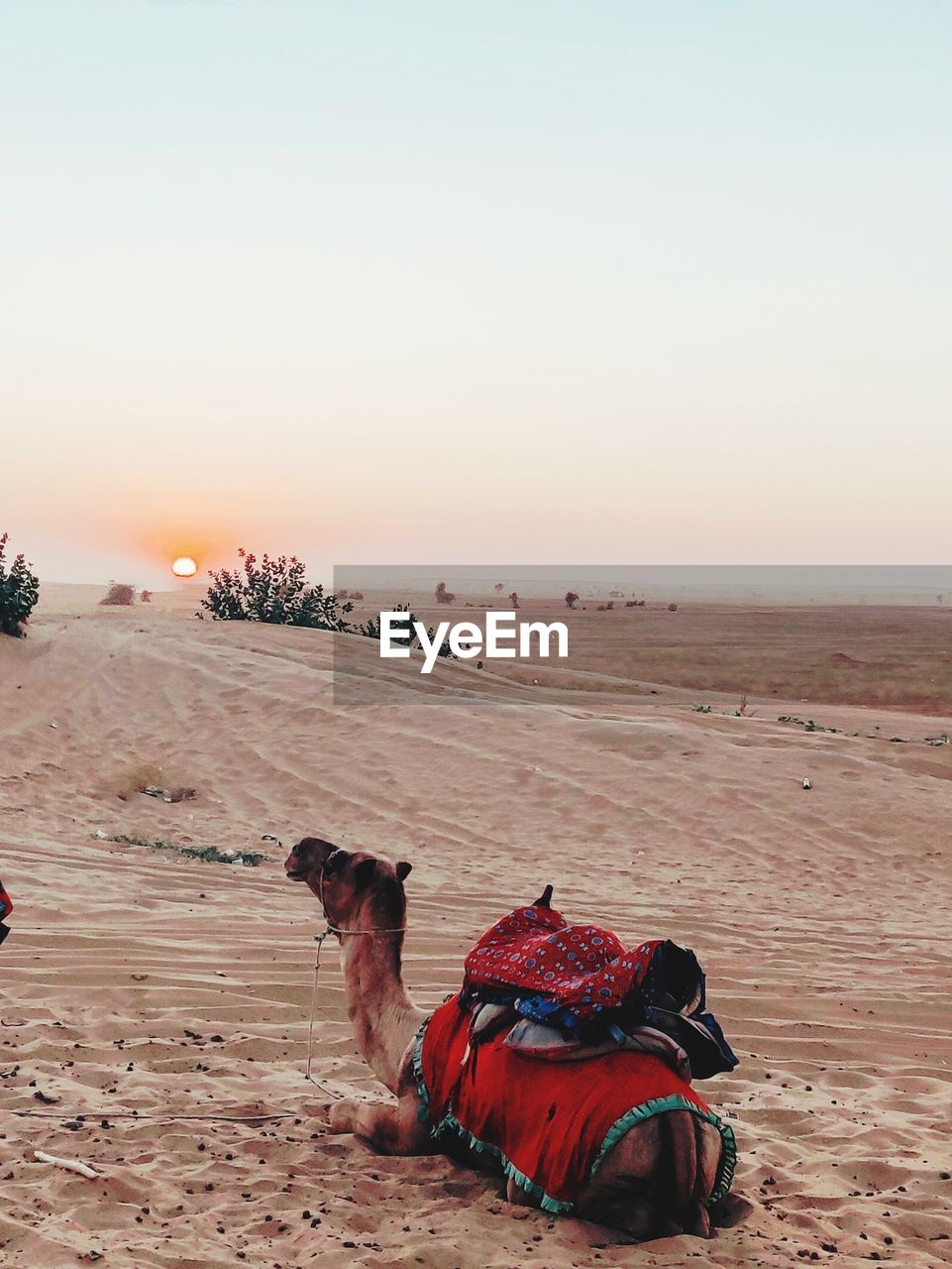 VIEW OF A HORSE ON DESERT LAND