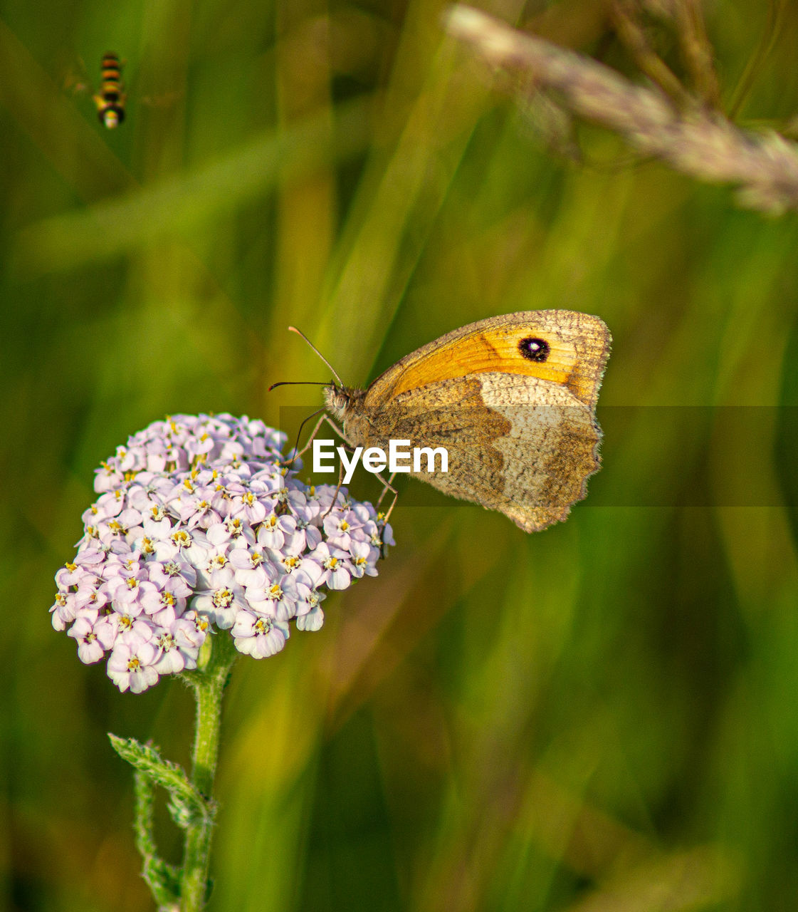 Marbled white english butterfly black spotted wings perched on wild flowers spring view