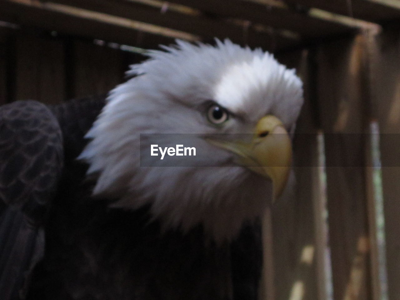 CLOSE-UP OF EAGLE