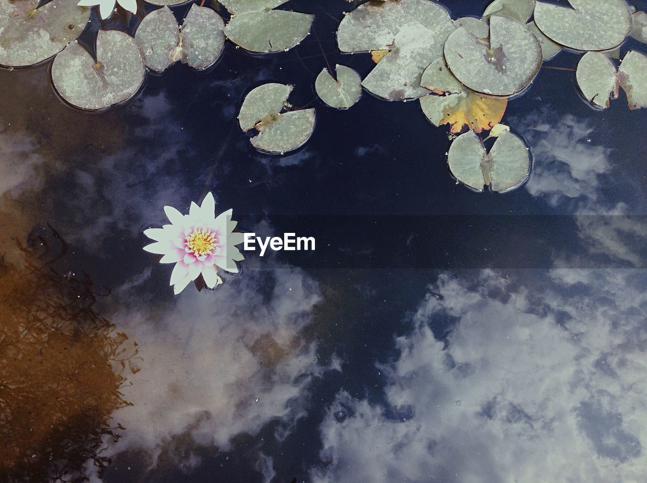 High angle view of water lily in lake