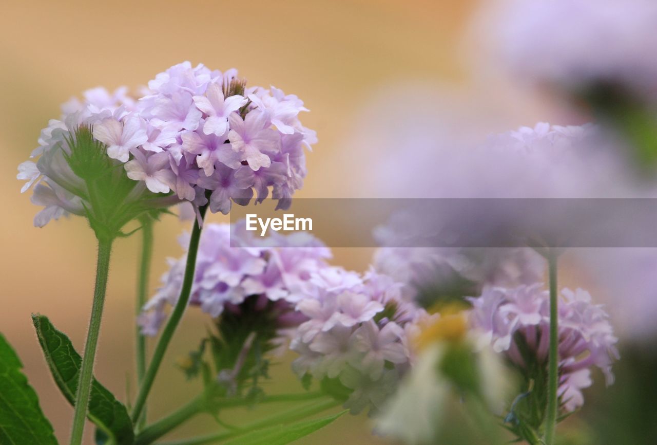 CLOSE-UP OF PINK FLOWERING PLANTS