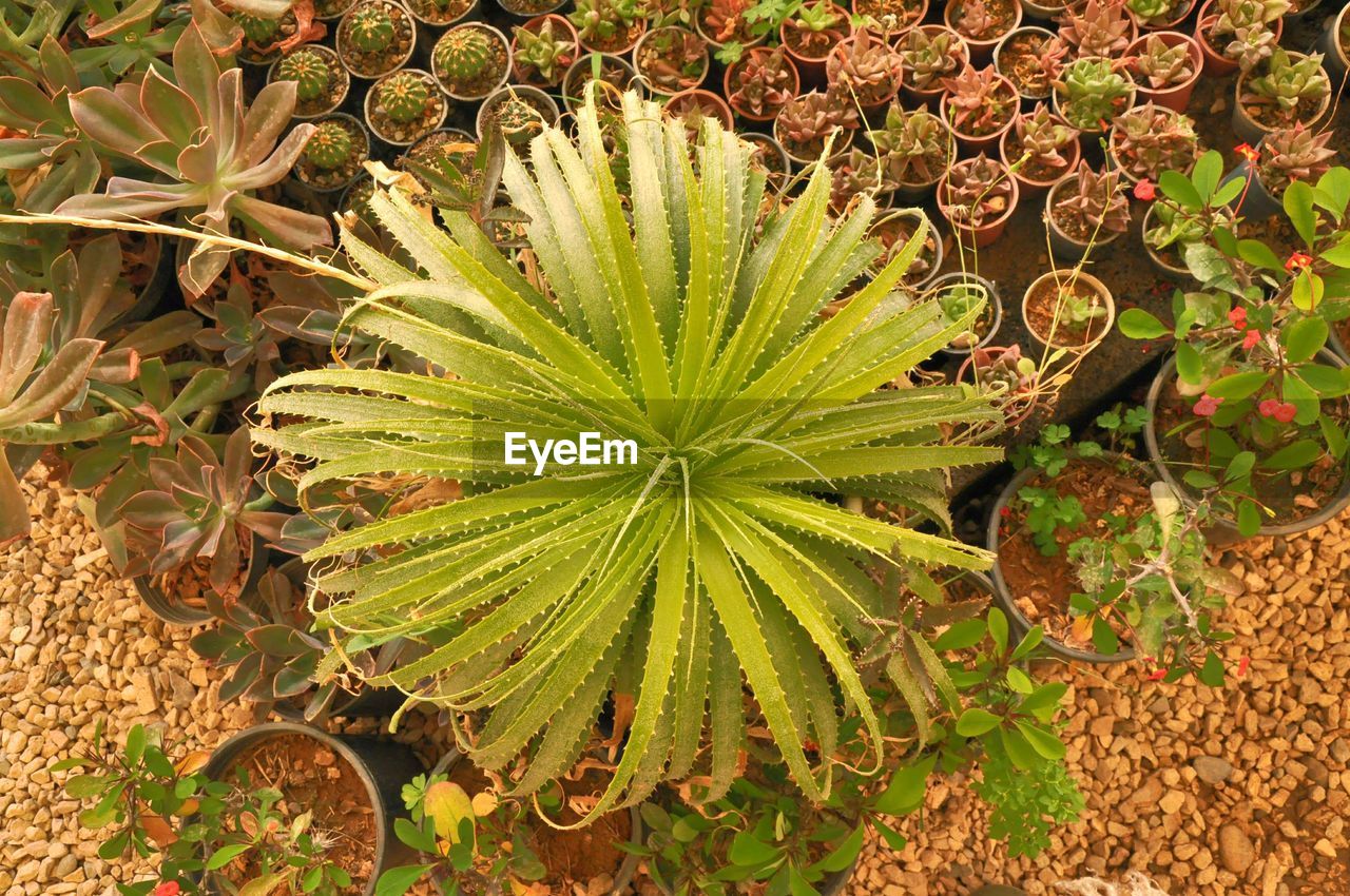 HIGH ANGLE VIEW OF SUCCULENT PLANT IN FIELD