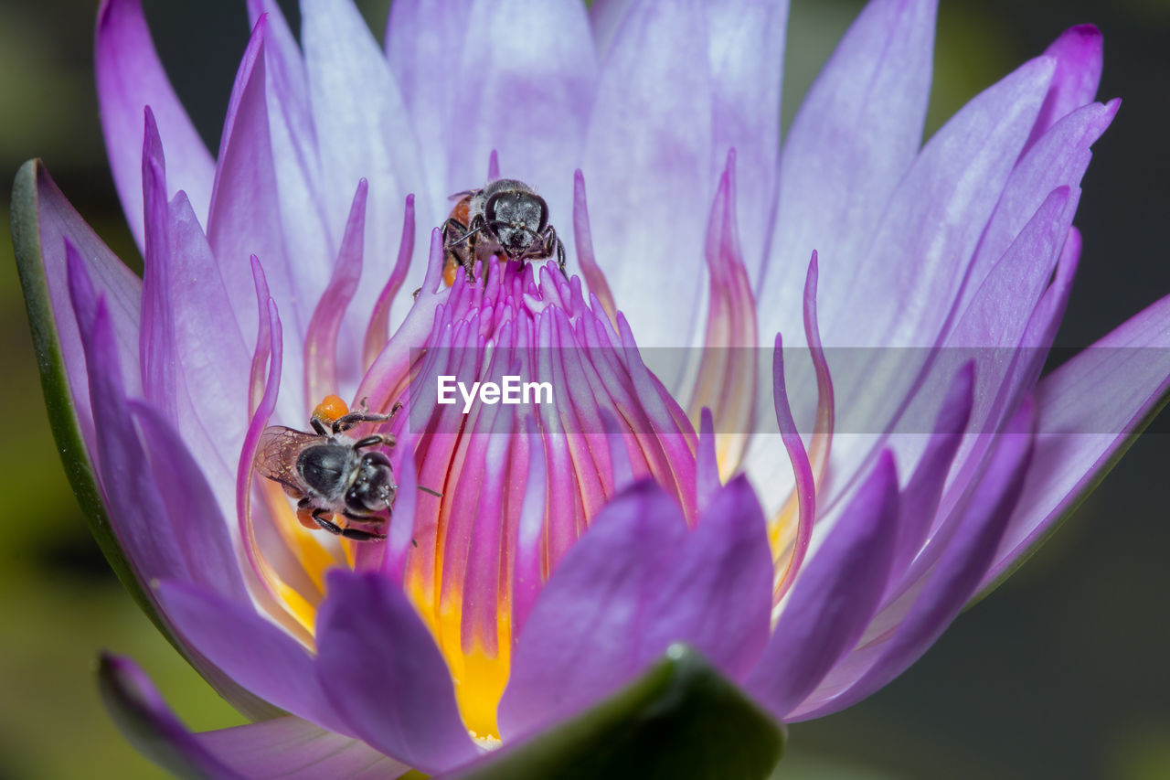 flower, flowering plant, beauty in nature, plant, freshness, animal themes, animal, insect, fragility, animal wildlife, petal, close-up, wildlife, flower head, nature, purple, bee, macro photography, growth, one animal, pollination, pollen, no people, inflorescence, macro, honey bee, outdoors, blossom, focus on foreground, pink, springtime, day, animal wing, selective focus, botany, symbiotic relationship