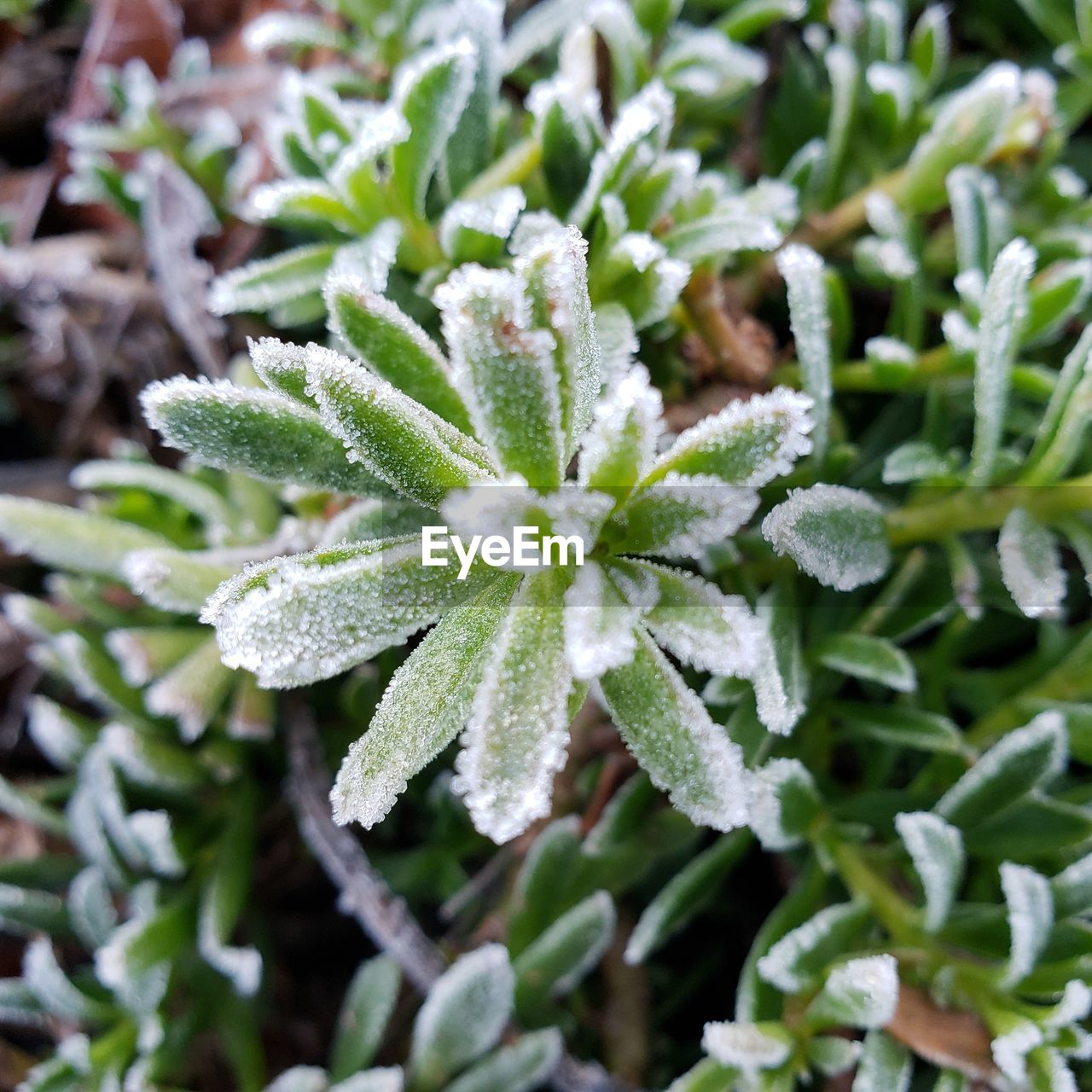 CLOSE-UP OF FROST ON PLANT