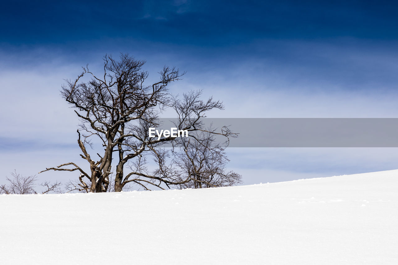 BARE TREE AGAINST SNOW COVERED LANDSCAPE
