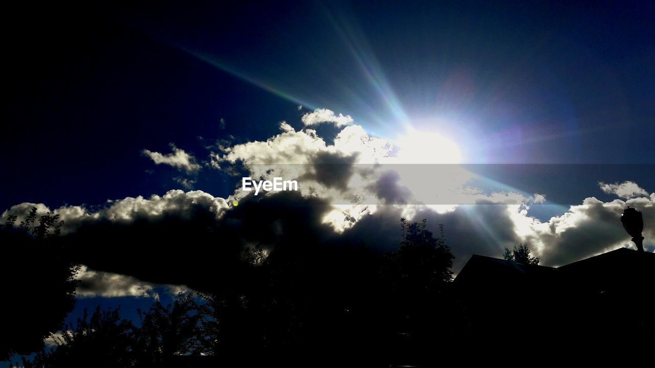 LOW ANGLE VIEW OF TREES AGAINST SKY