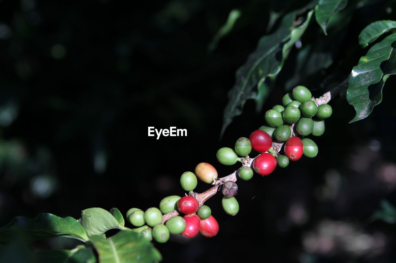 Close-up of coffee fruits growing on plant