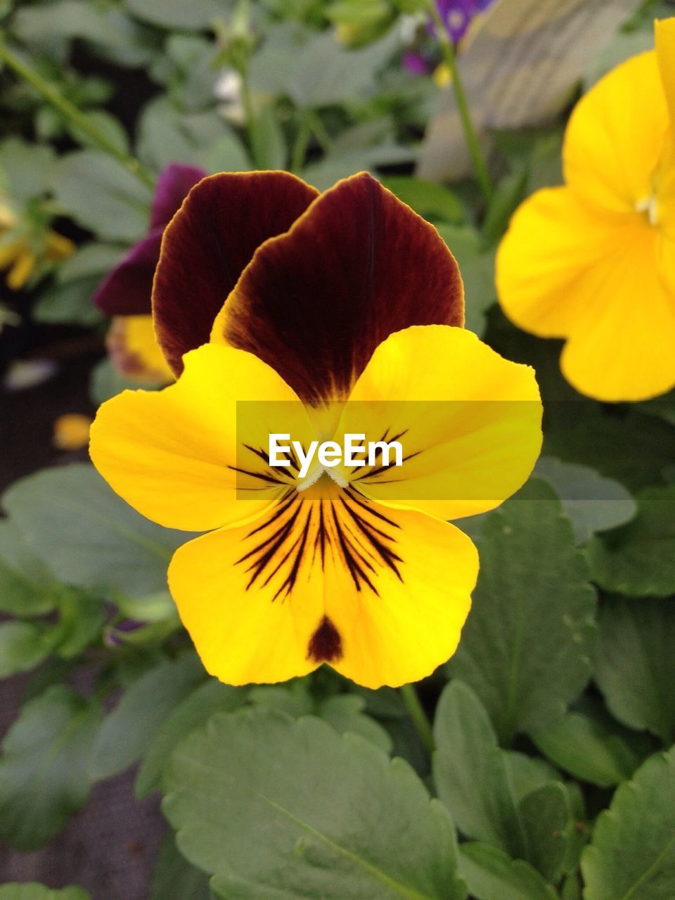 CLOSE-UP OF YELLOW FLOWER