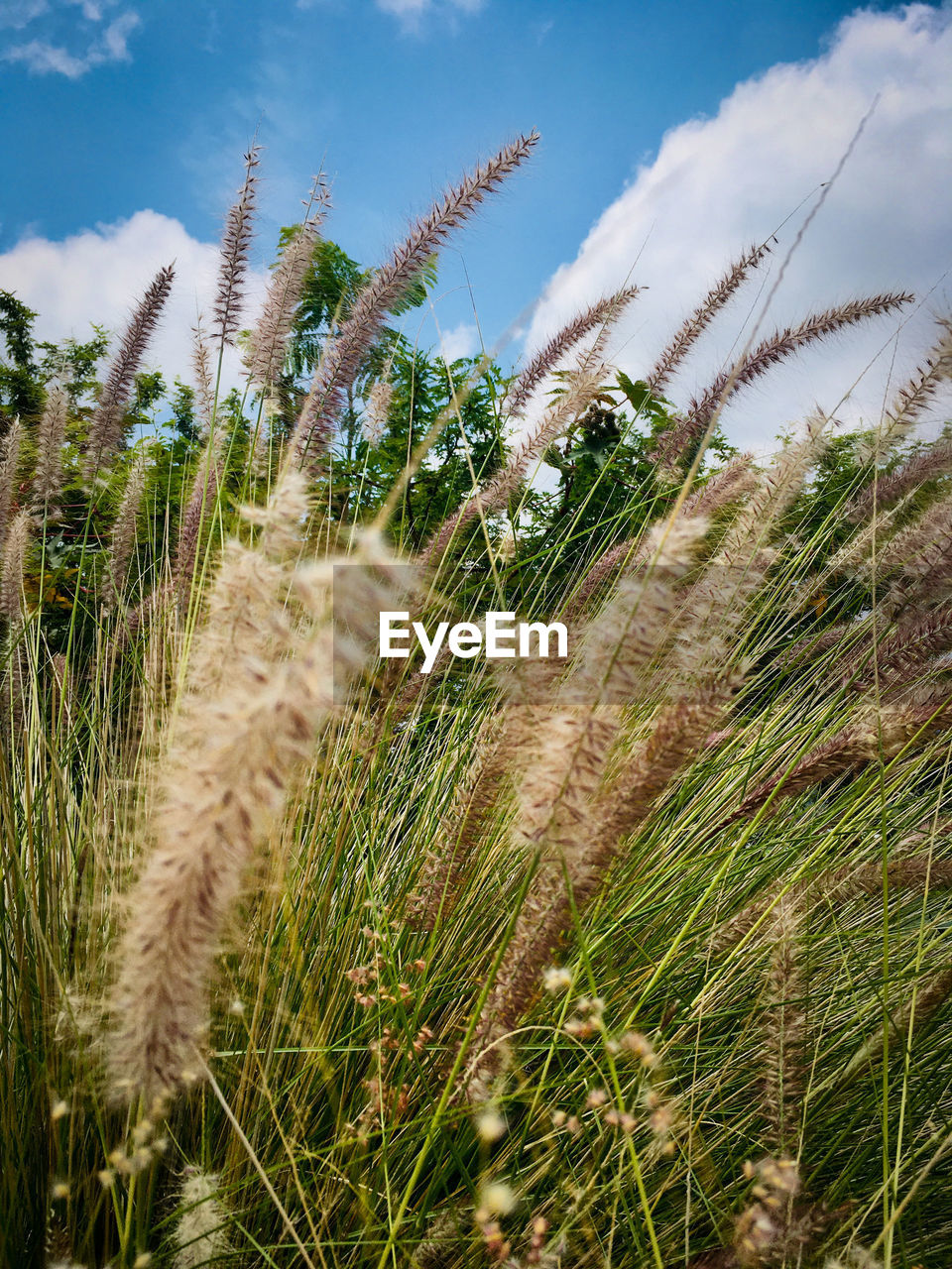 Low angle view of stalks in field against sky