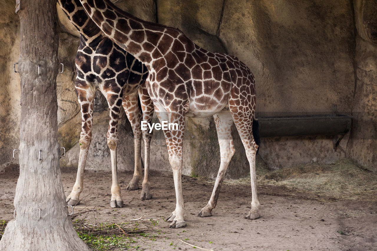 Giraffes standing on field at zoo