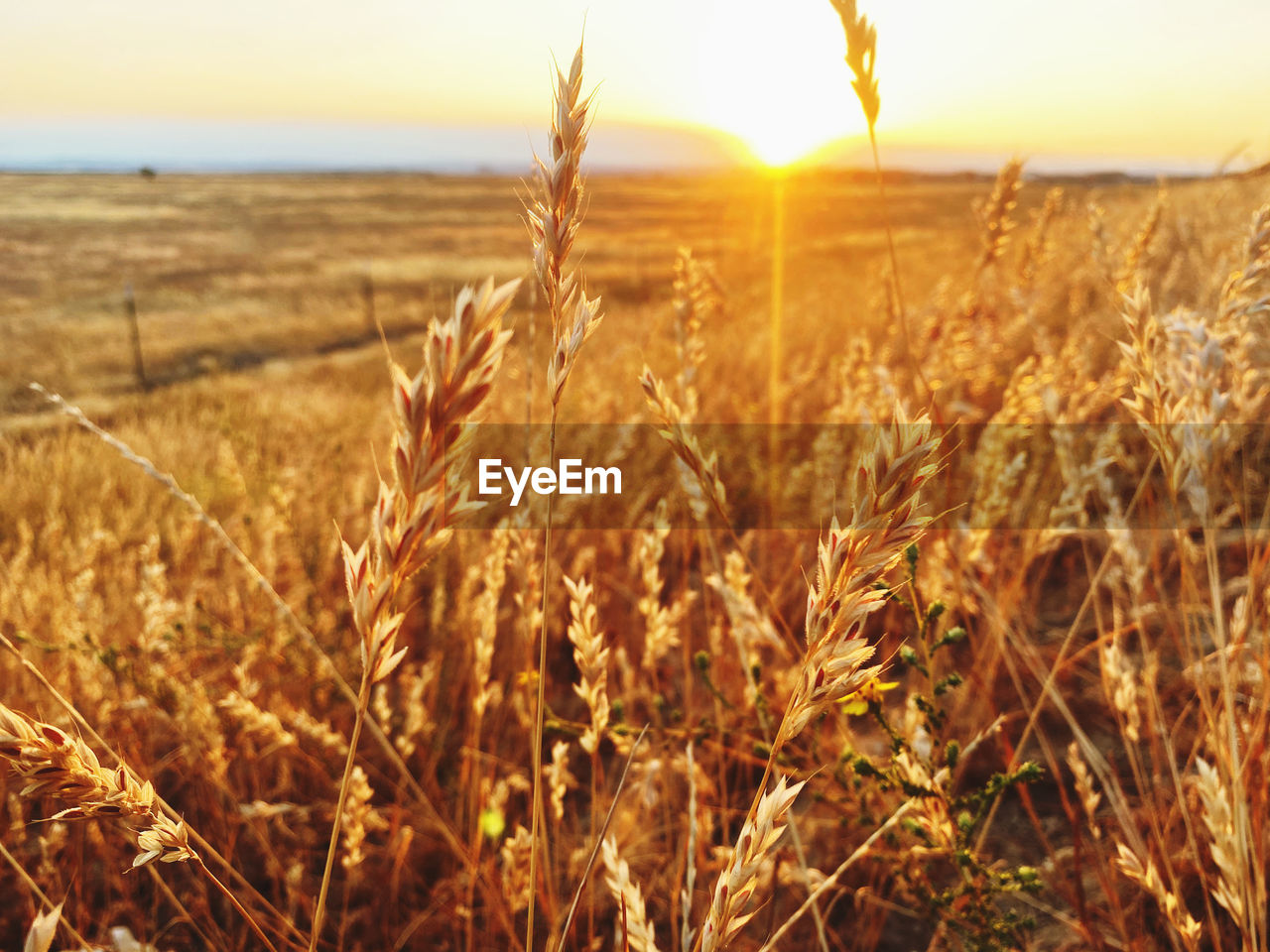 WHEAT GROWING ON FIELD AGAINST SKY