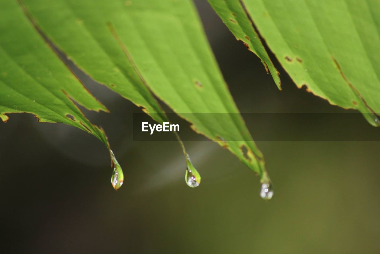 Close-up of drops on leaf