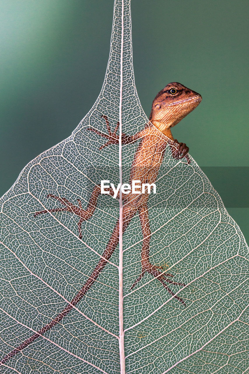 Tiny baby garden lizard in dried leaf