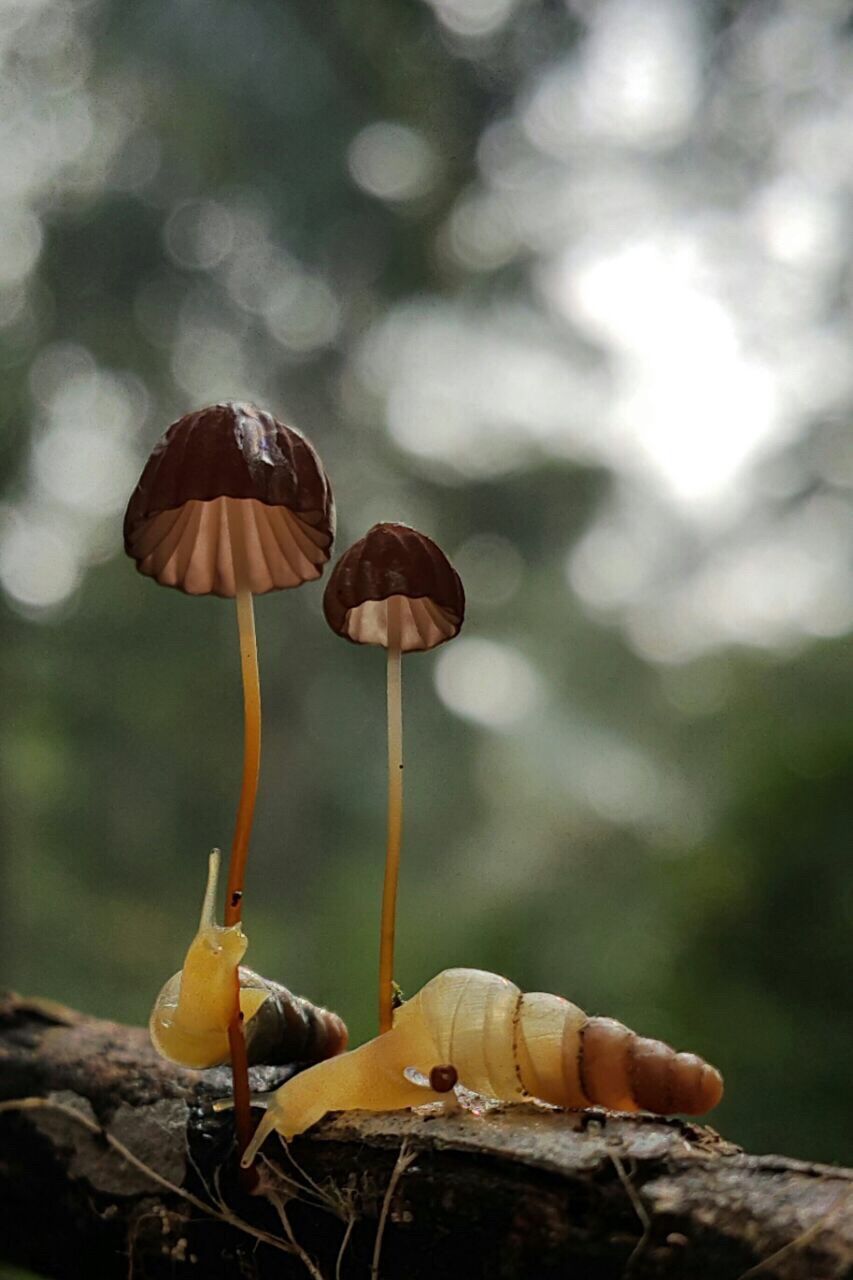 CLOSE-UP OF MUSHROOMS ON GROUND