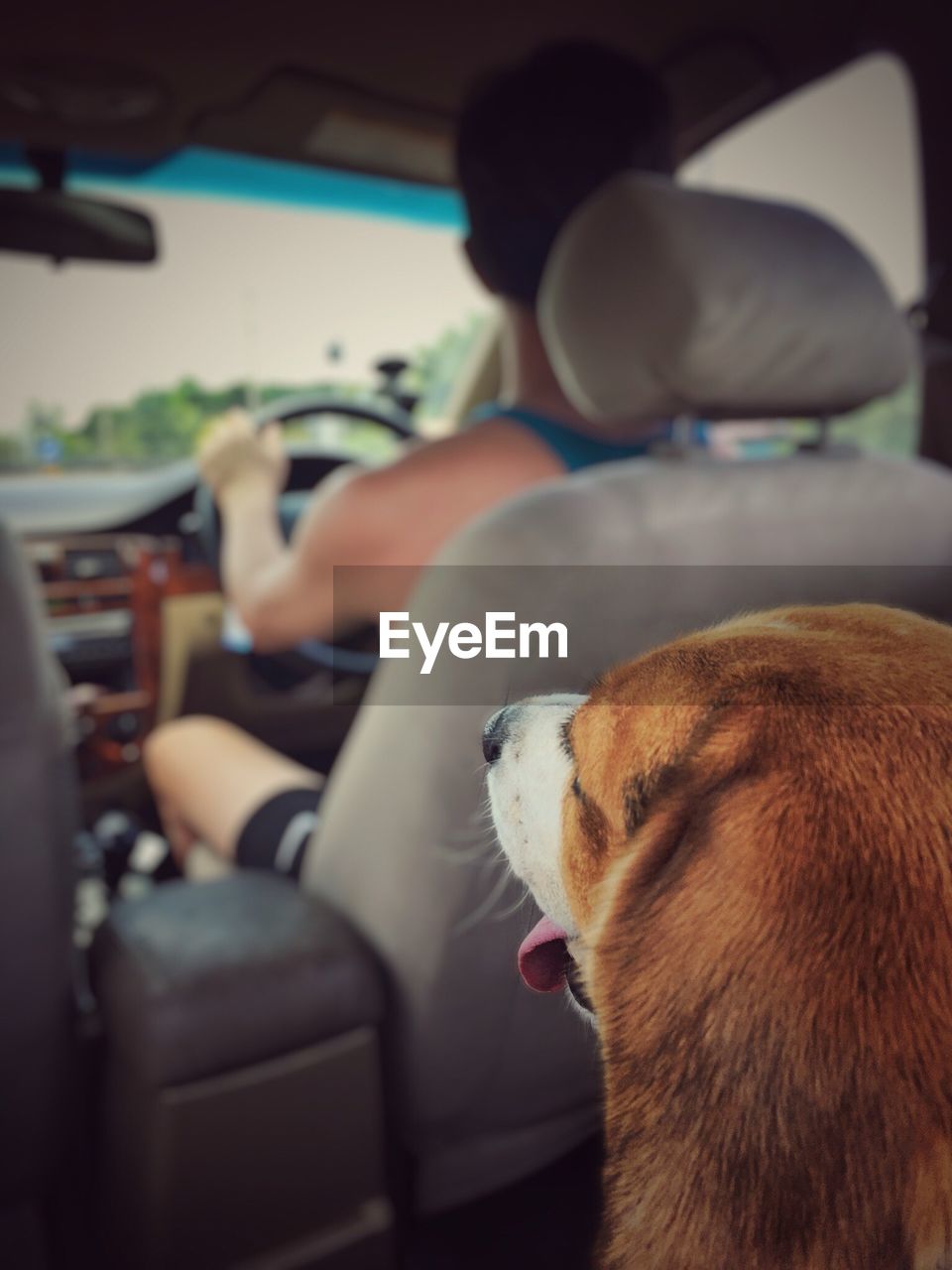 Close-up of dog sitting in car