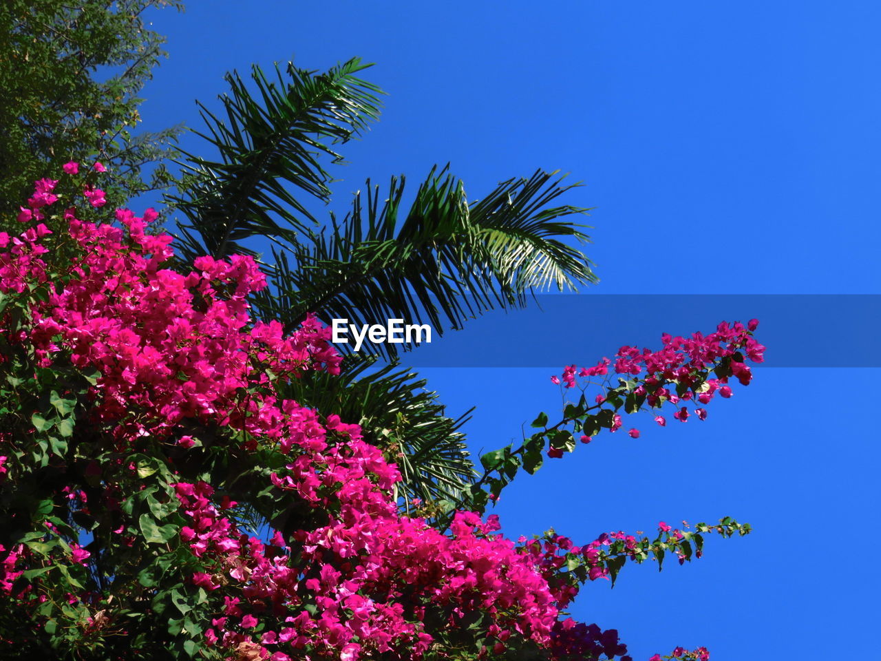 Low angle view of pink flowers blooming on tree