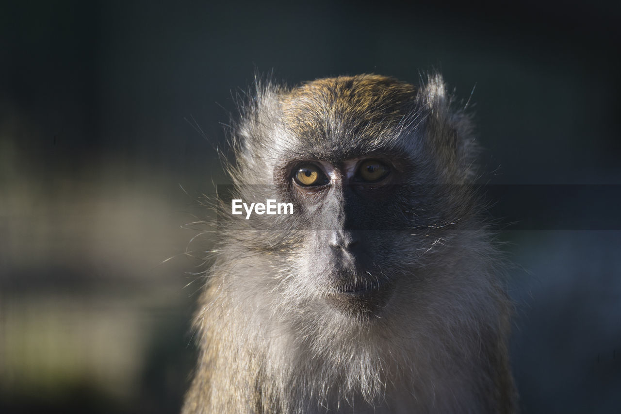Portrait of monkey in backlight looking away outdoors