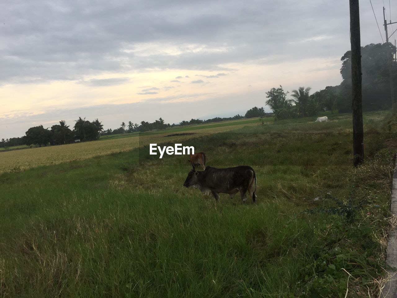 COW ON FIELD AGAINST SKY