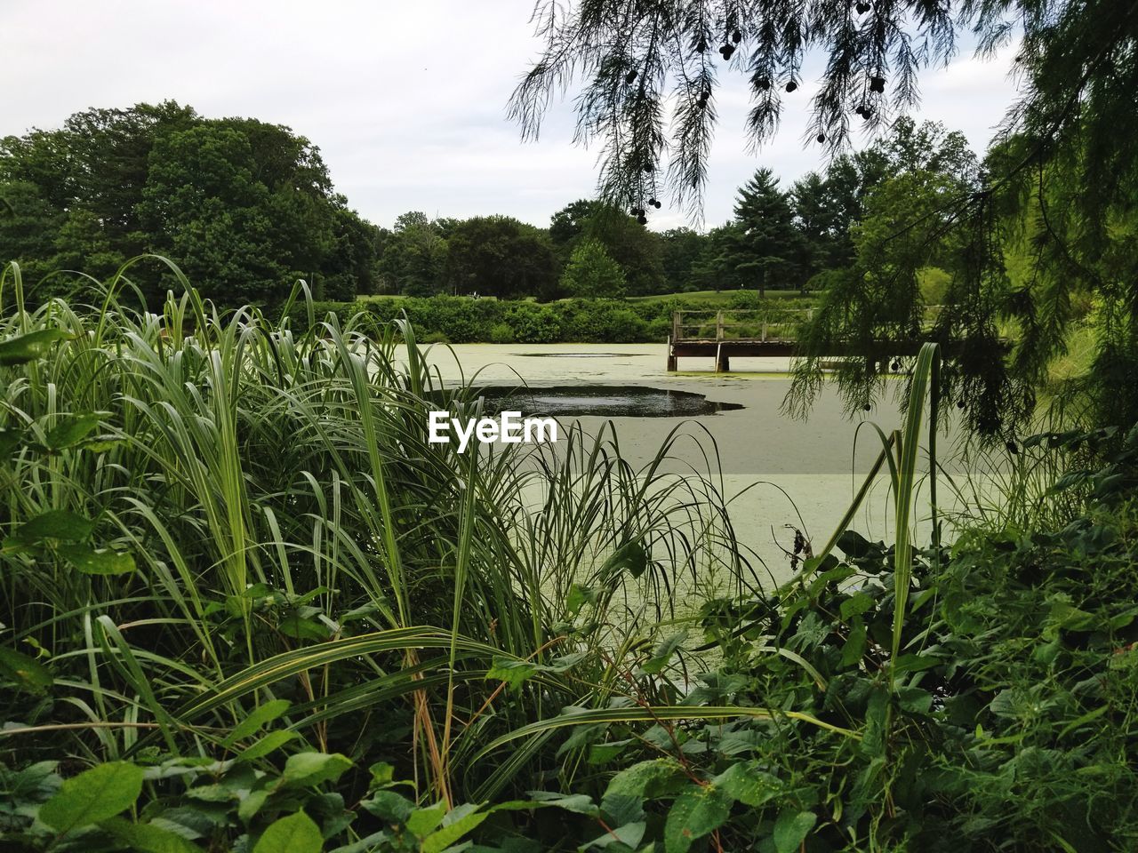 SCENIC VIEW OF LAKE BY TREES IN FOREST