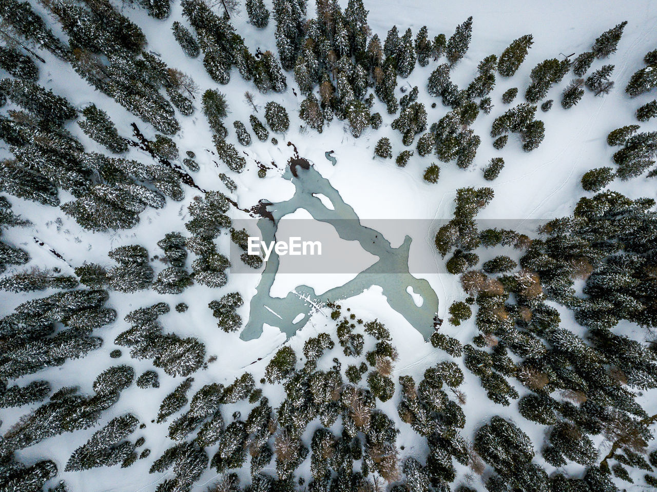 High angle view of trees on snow covered land