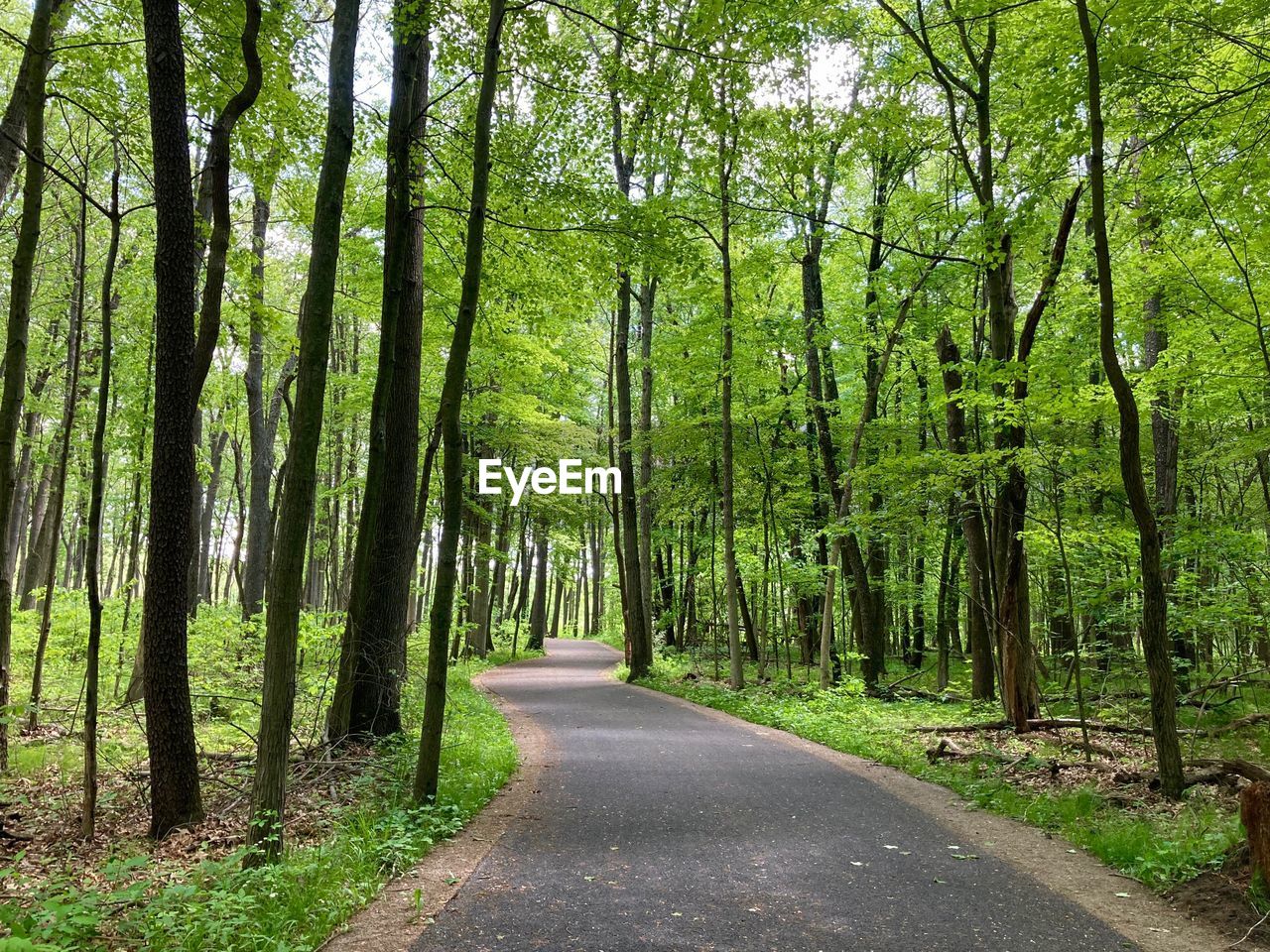 road amidst trees