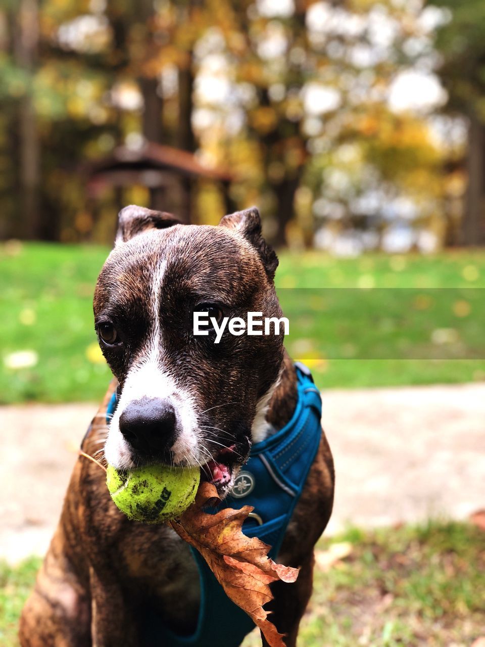 Portrait of dog with ball sitting on field in park