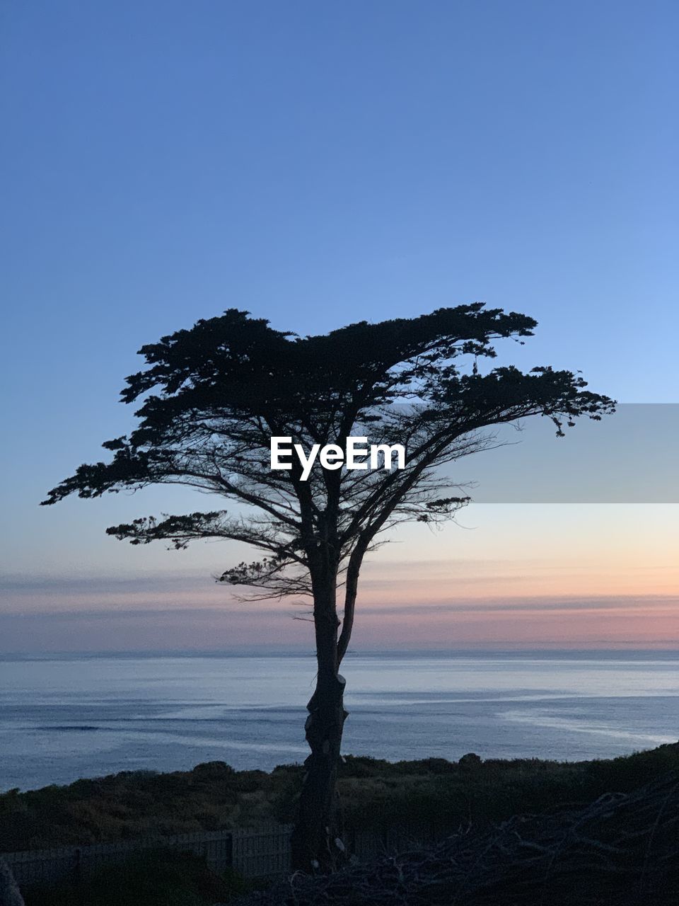 Silhouette tree by sea against clear sky during sunset