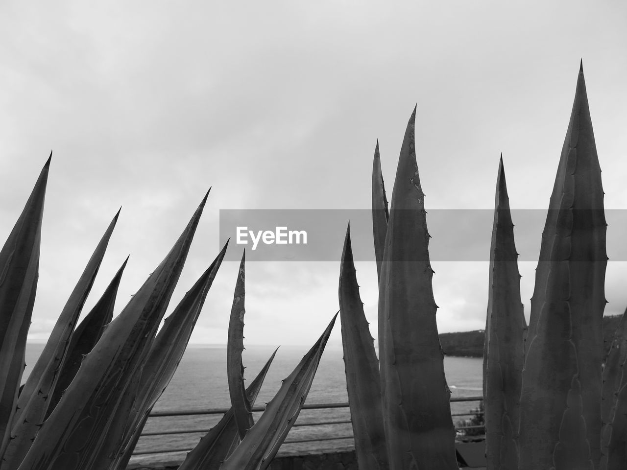 CLOSE-UP OF SUCCULENT PLANT AGAINST SKY