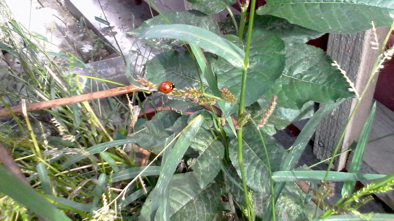 High angle view of ladybug on plant