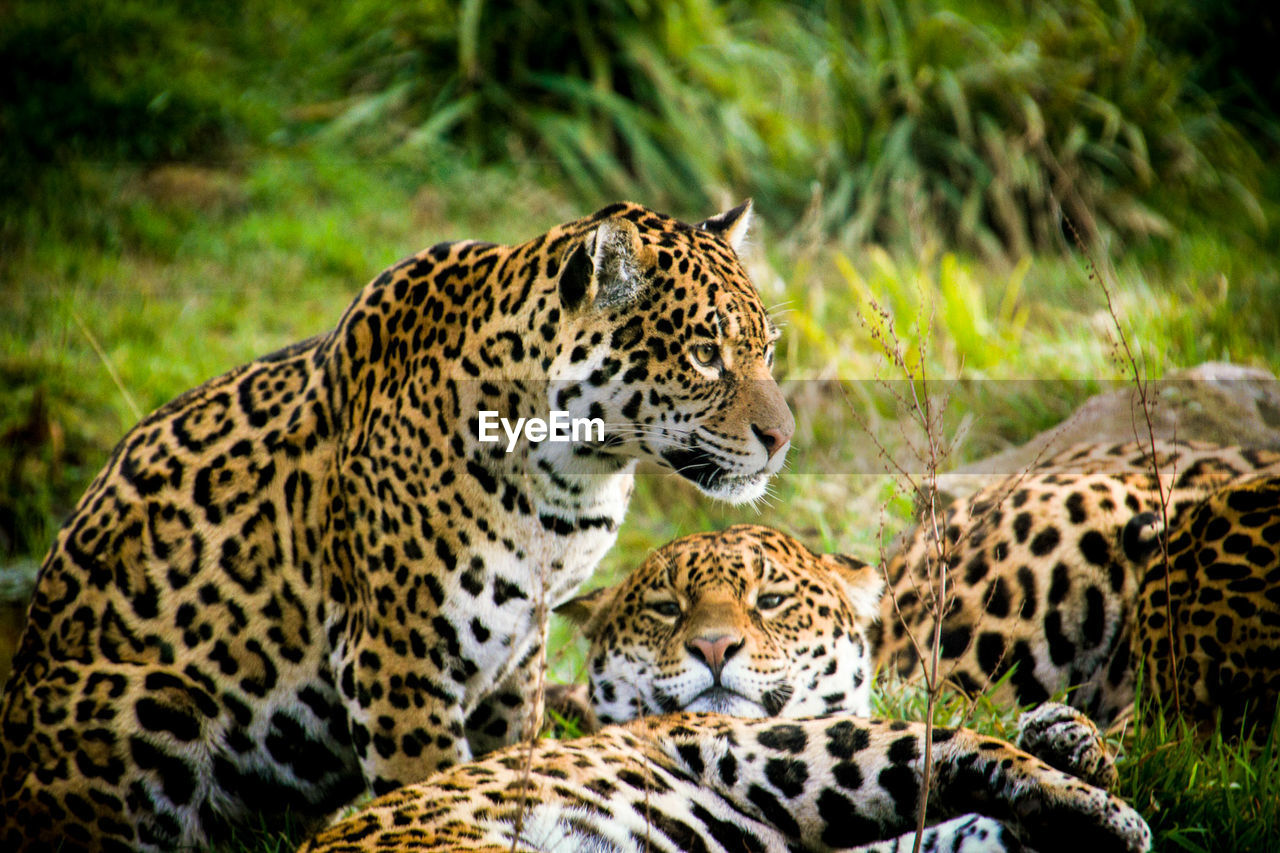 Three leopards relaxing