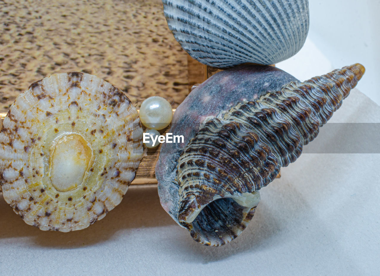 High angle view of seashell on table