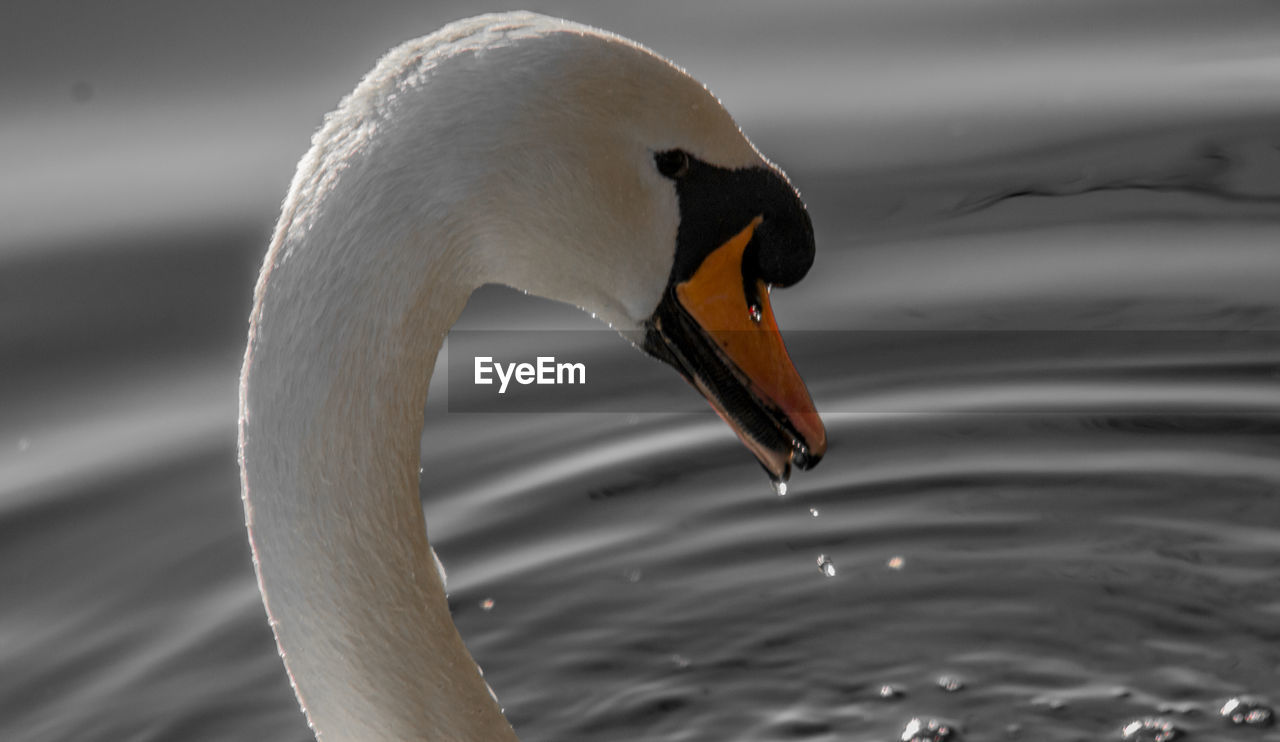 CLOSE-UP OF SWAN